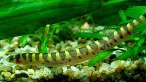 Akantoftalmus meersi (pangio myersi, acanthophthalmus myersi)